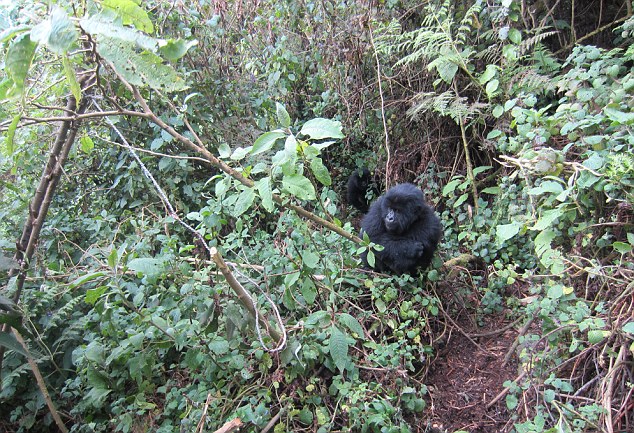 gorilla
